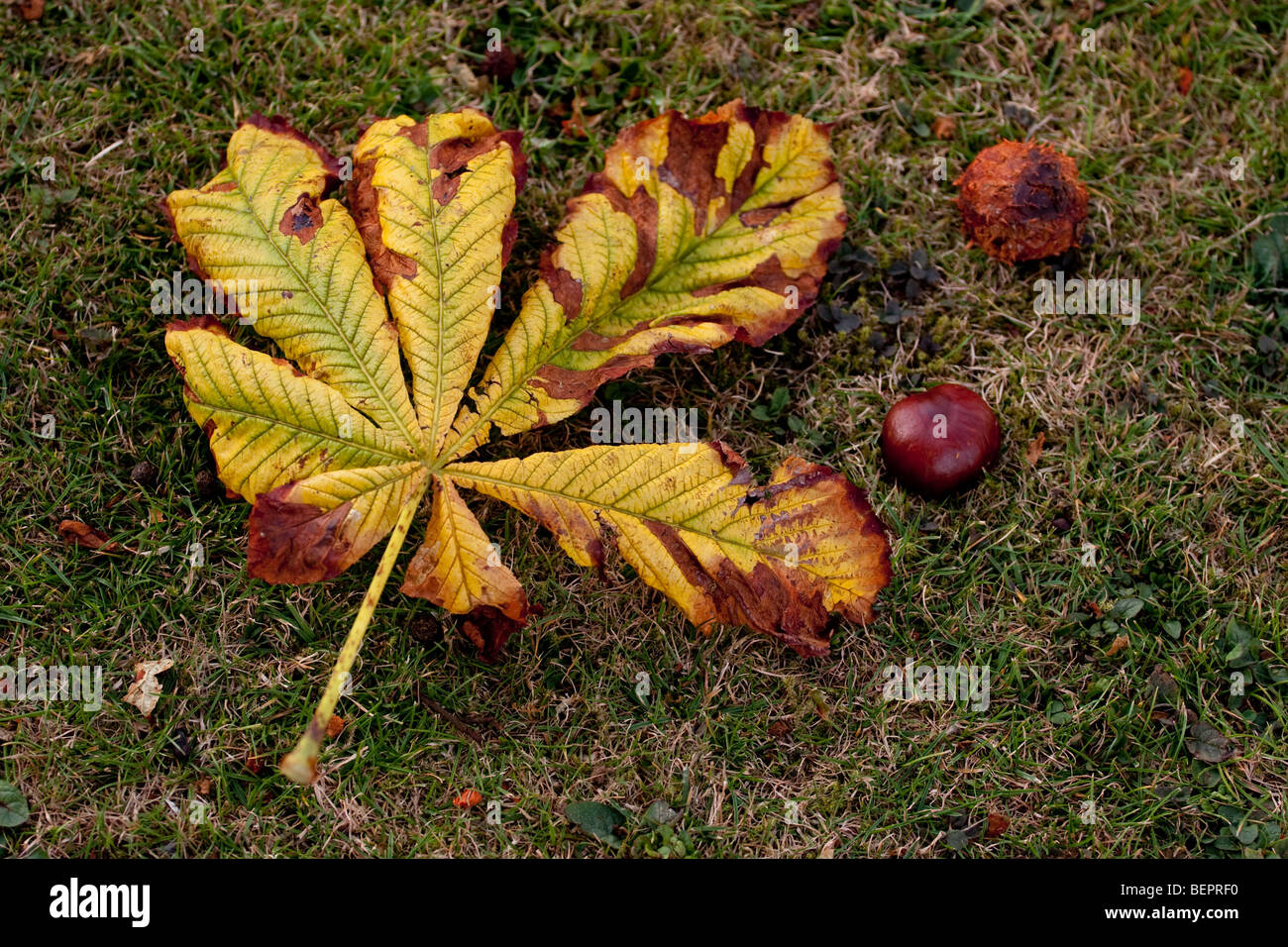 Horsechestnut Leaf Stock Photo Alamy