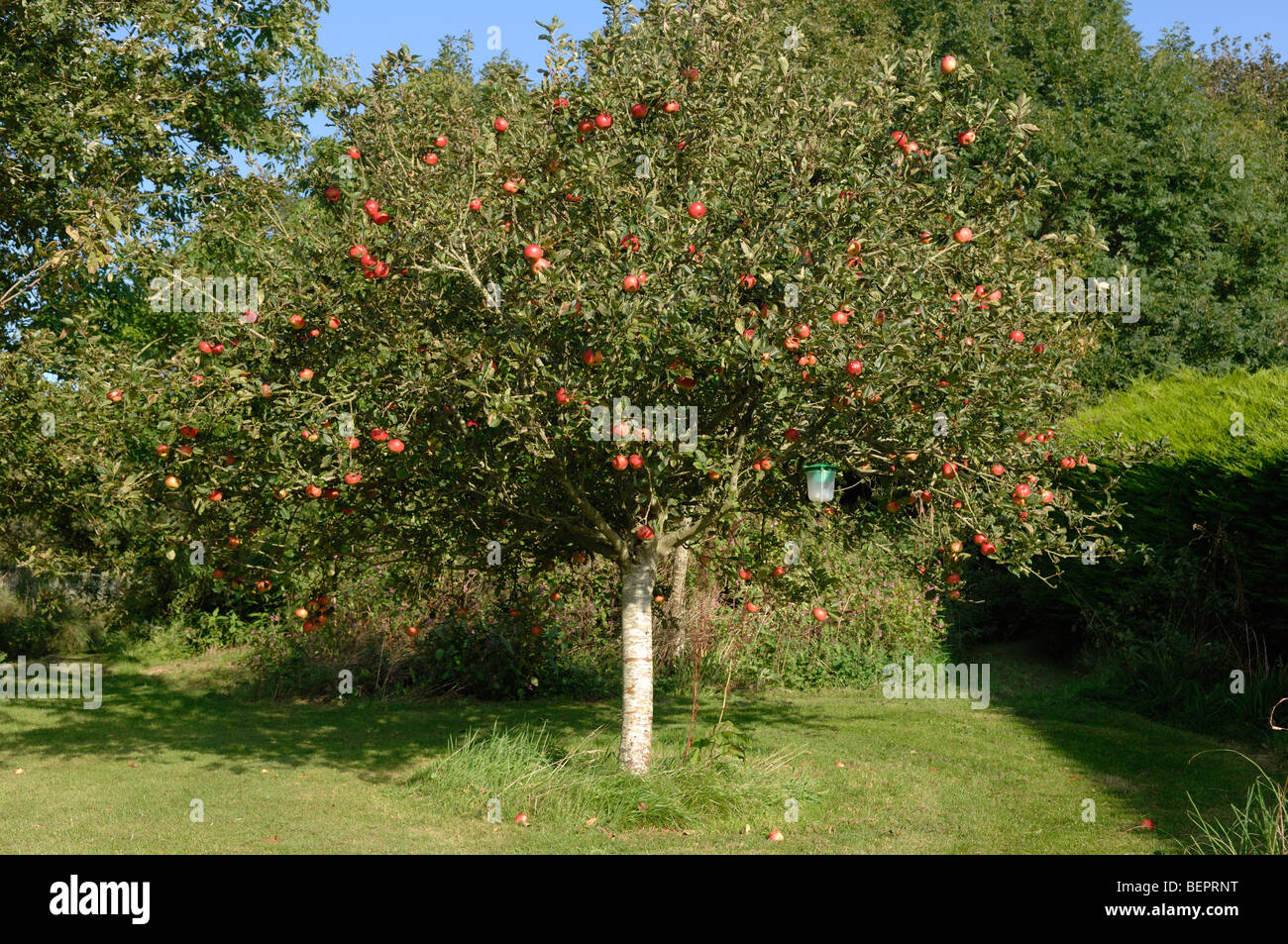 Well formed small round Discovery apple tree with ripe red fruit, Devon Stock Photo