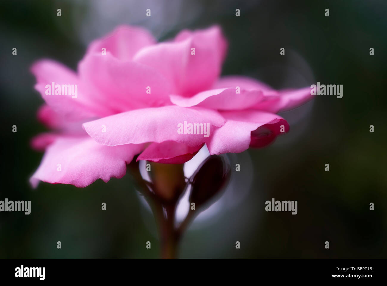 Oleander, pink flower, flowers, close-up, close up, pink, macro, focus Stock Photo