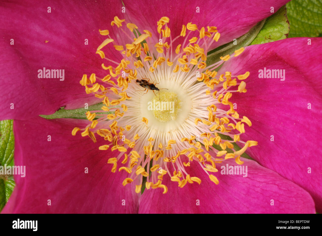 A predatory flower bug (Anthoris sp.) inside the stamens of a Rosa rugosa flower Stock Photo