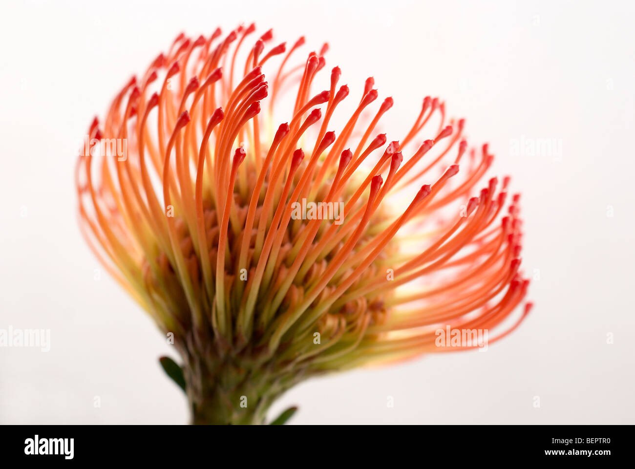 Succession, hybrid, protea, closeup, close up, flower, flowers, cape
