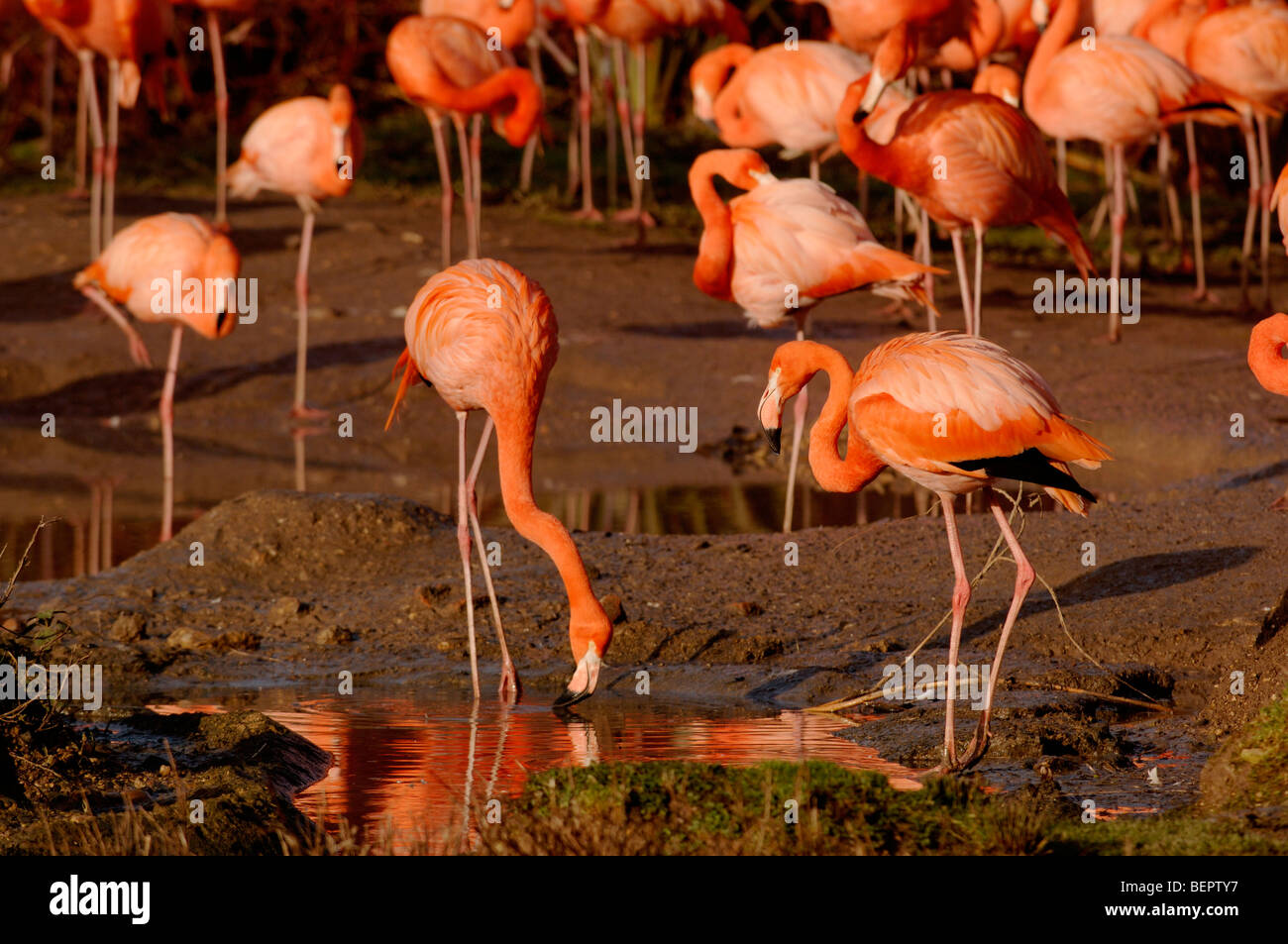 Caribean Flamingo Phoenicopterus ruber ruber Captive Stock Photo