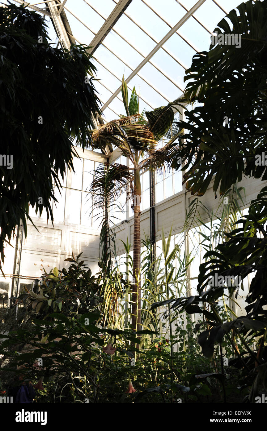 Palm house conservatory hi-res stock photography and images - Alamy