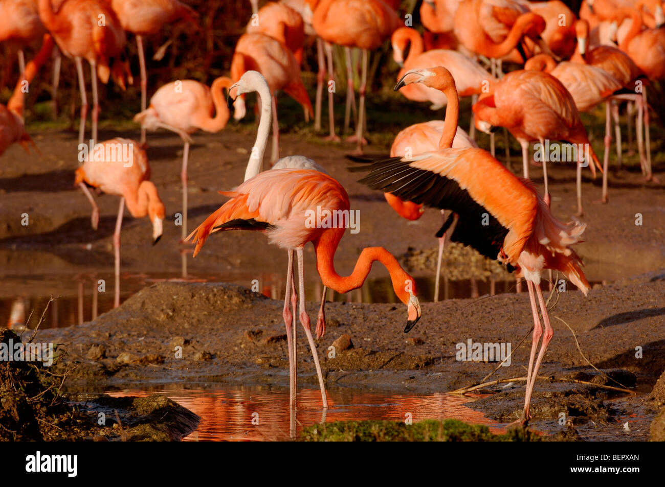 Caribbean Flamingo Phoenicopterus ruber ruber Captive Stock Photo