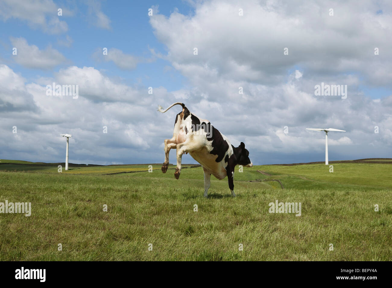 Cow jumping in field Stock Photo Alamy