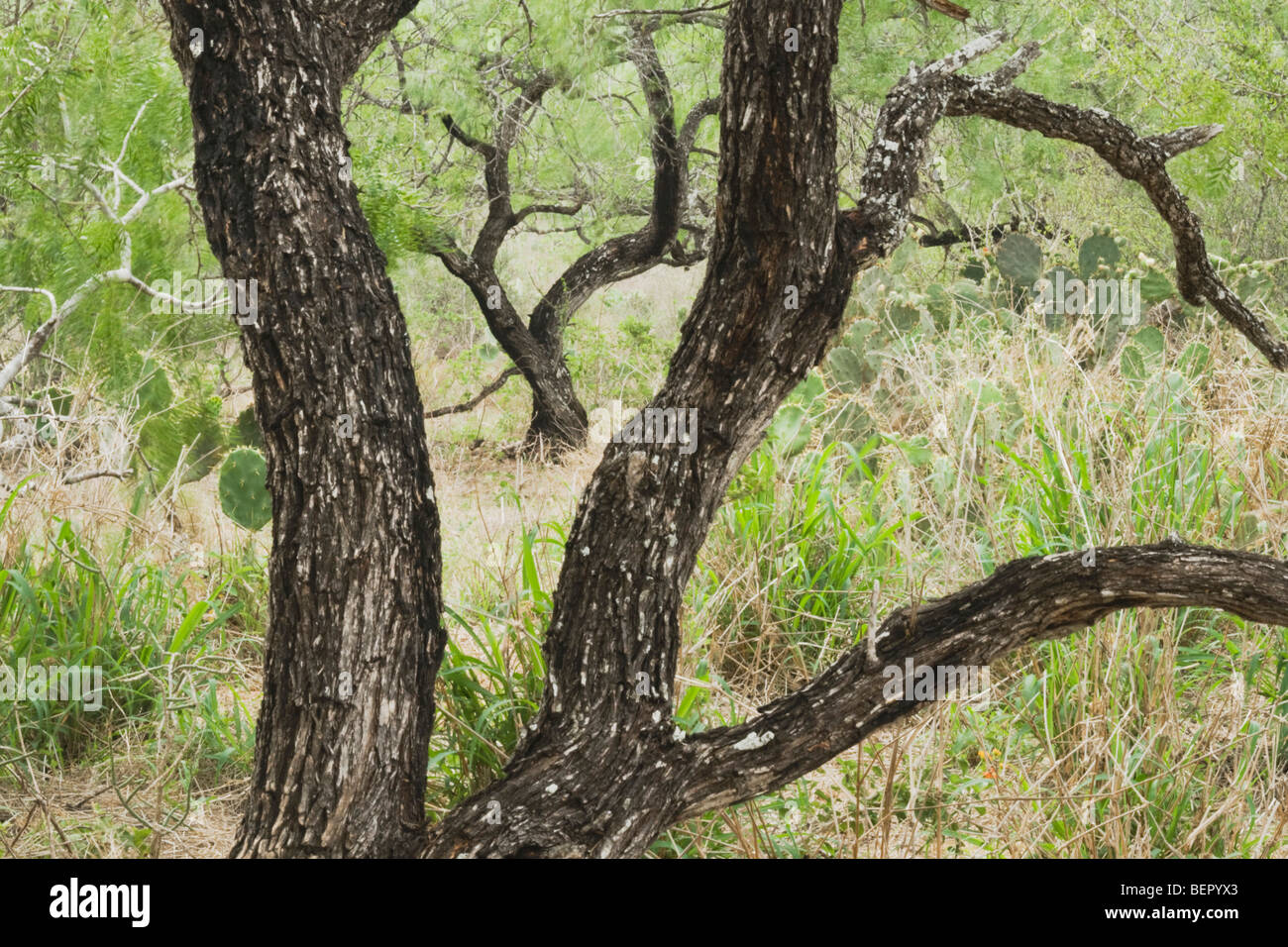 Honey Mesquite tree (Prosopis glandulosa), Rio Grande Valley,Texas, USA Stock Photo