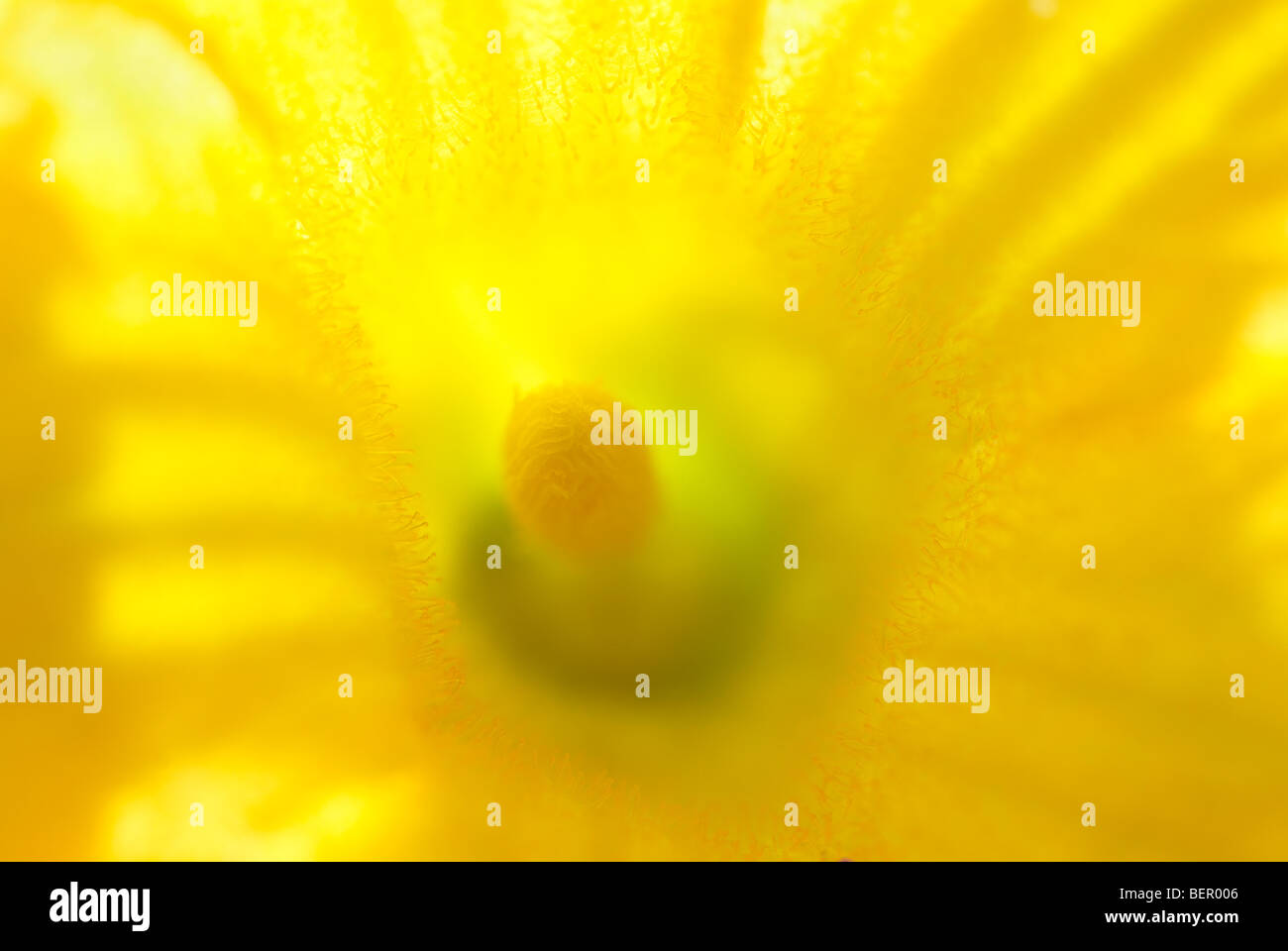 Yellow flower, Cucurbita Maxima, pumpkin flower, macro, close-up, close up, flower, flowers, stamen, yellow Stock Photo