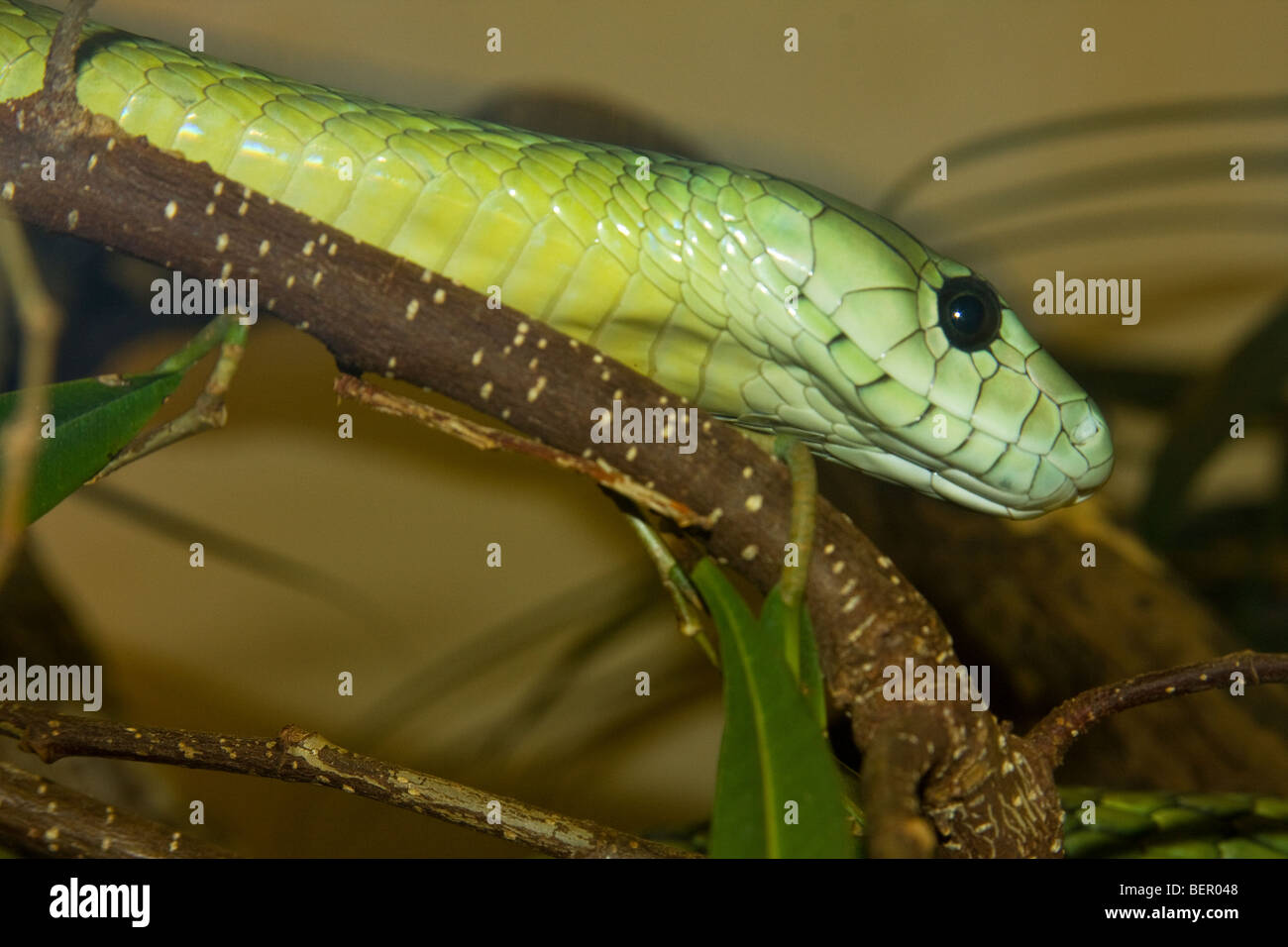 RS-231D, JAMESON'S MAMBA IN TREE, Africa, Dendroaspis jamesoni, Snake, Stock Photo