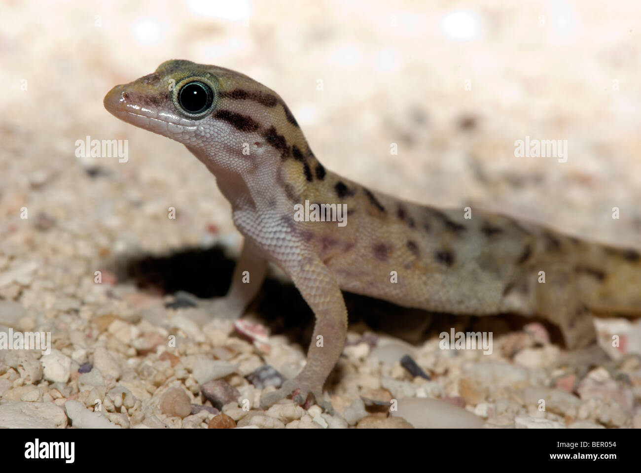 Small gecko on sand of Caribbean island of Bonaire Stock Photo