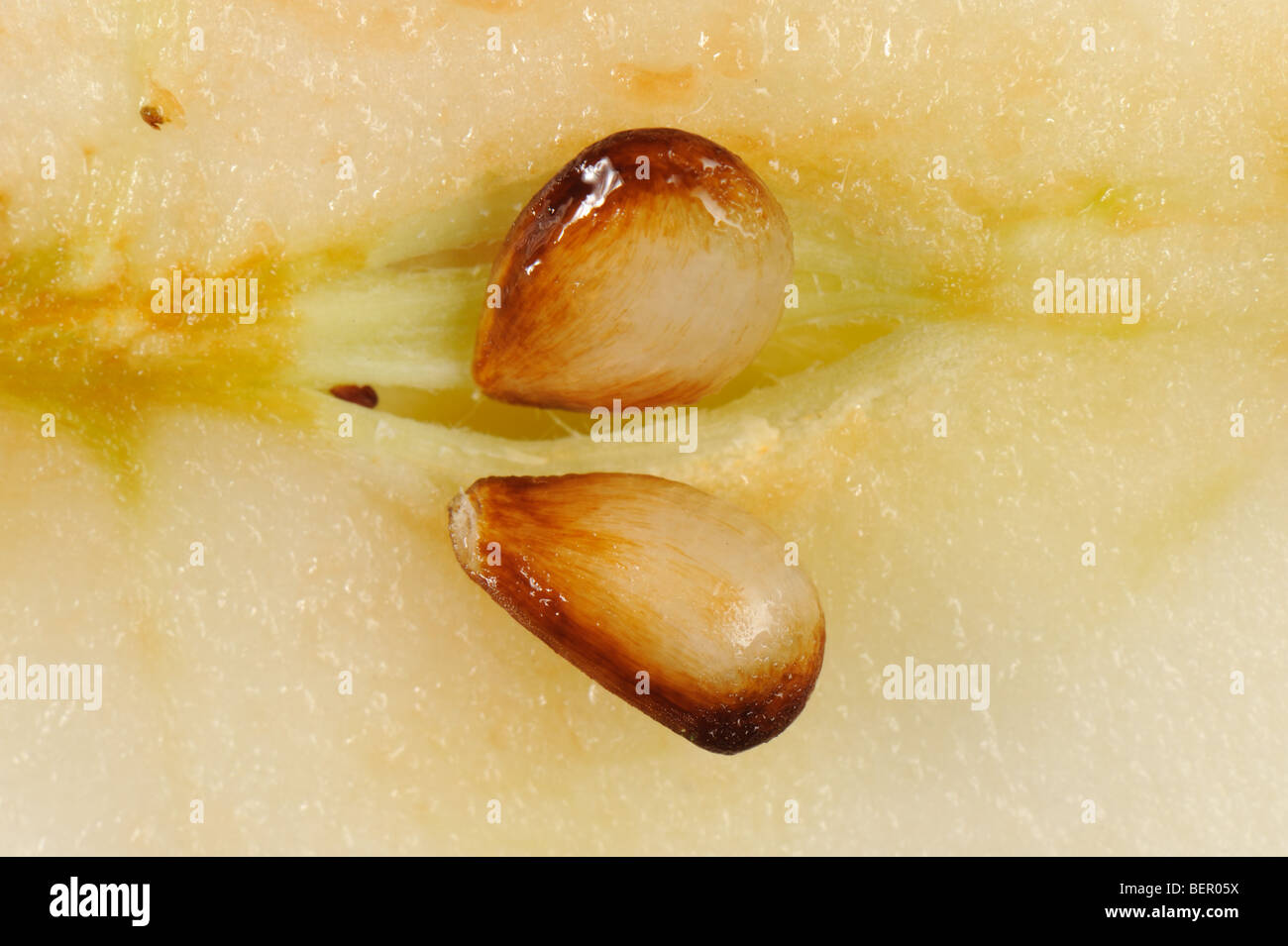 Discovery apple seeds in a section apple fruit Stock Photo