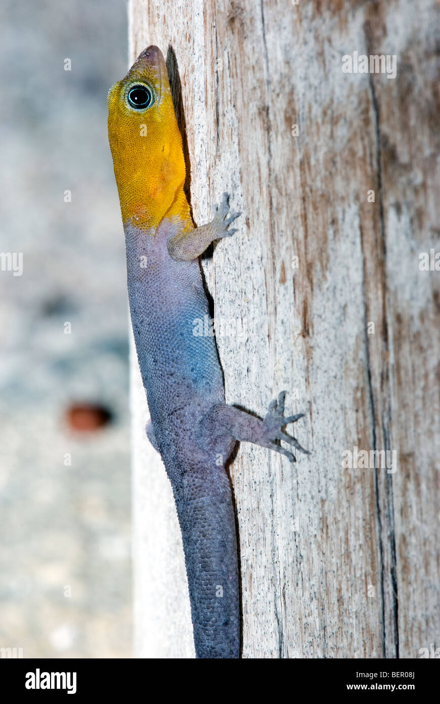 Yellow headed gecko on post on the Caribbean Island of Bonaire Stock Photo