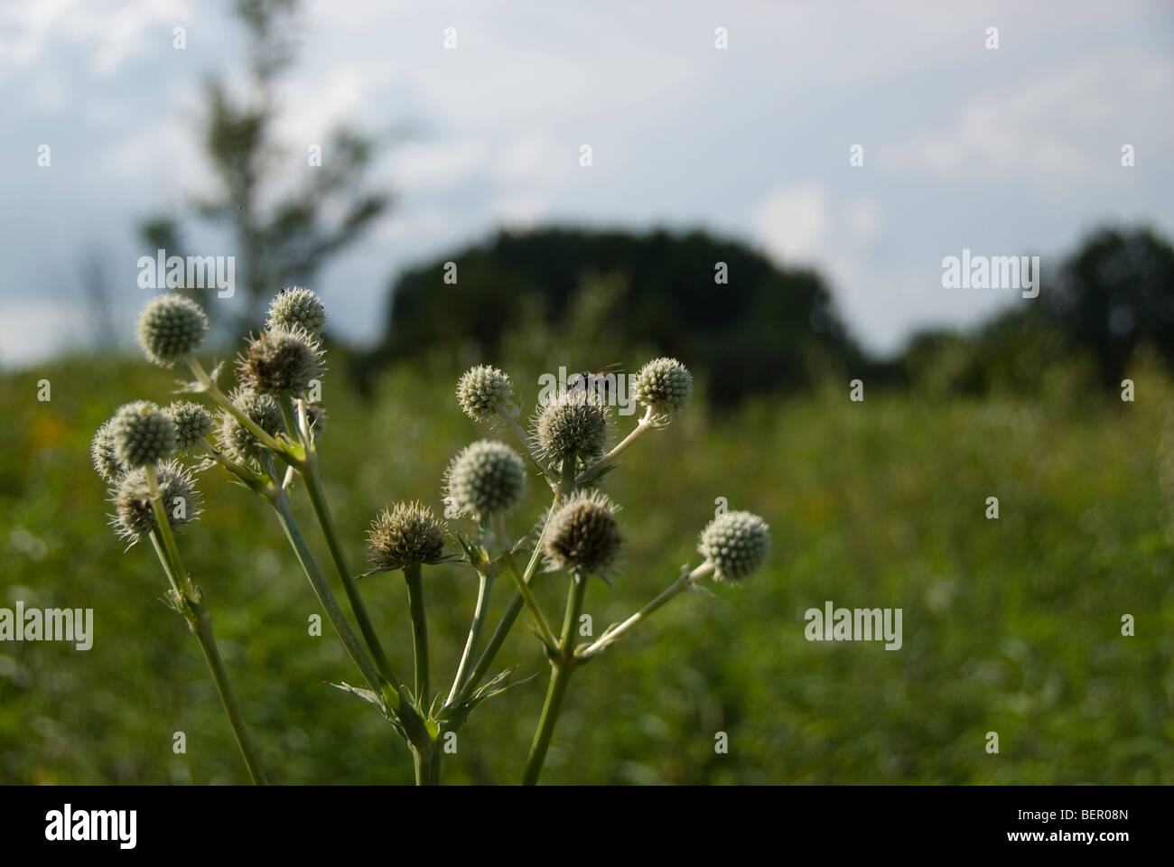 Wasp perched on top of Native Eryngium Yuccifolium in Southern