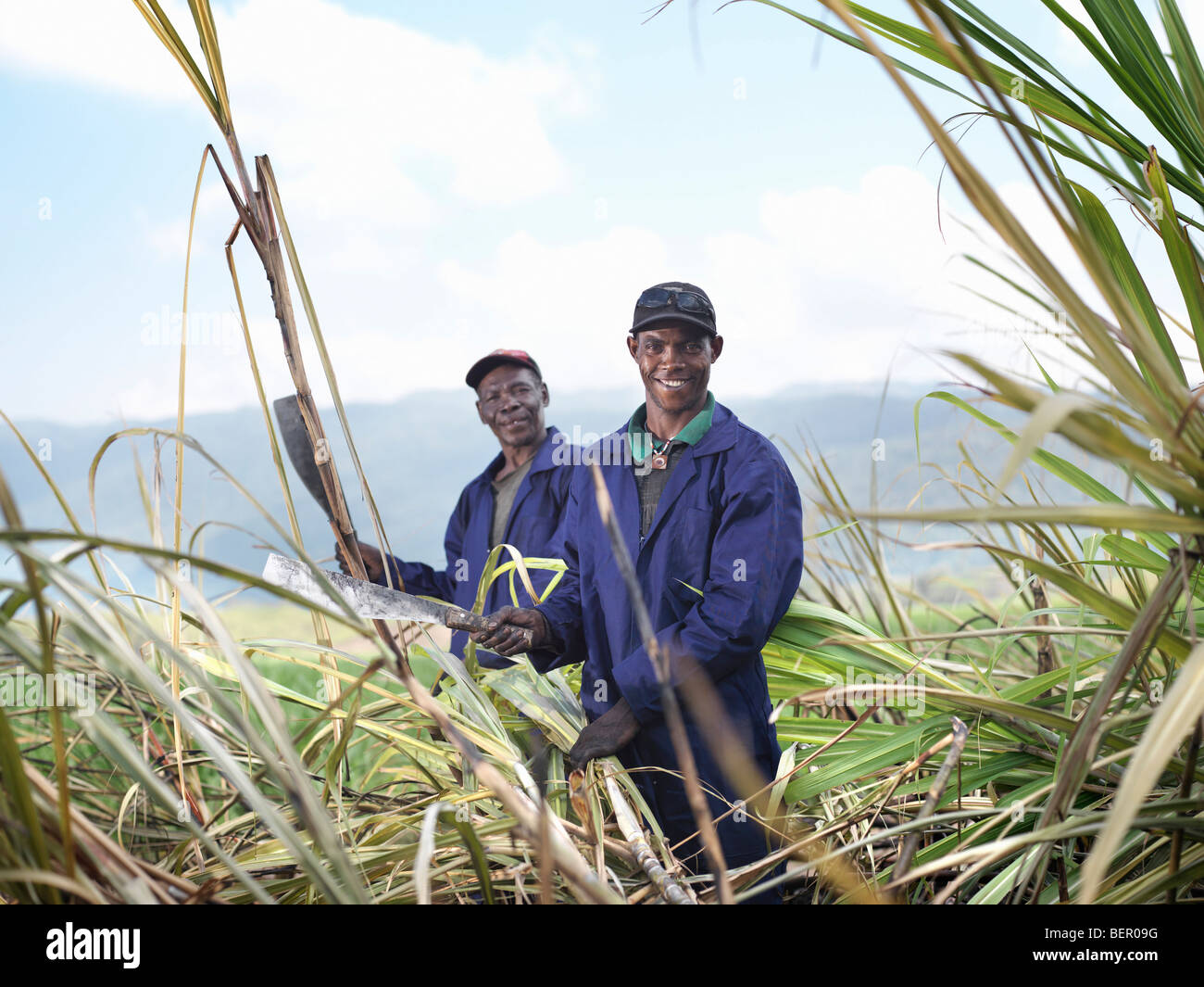 Workers Harvesting Sugar Cane Stock Photo Alamy