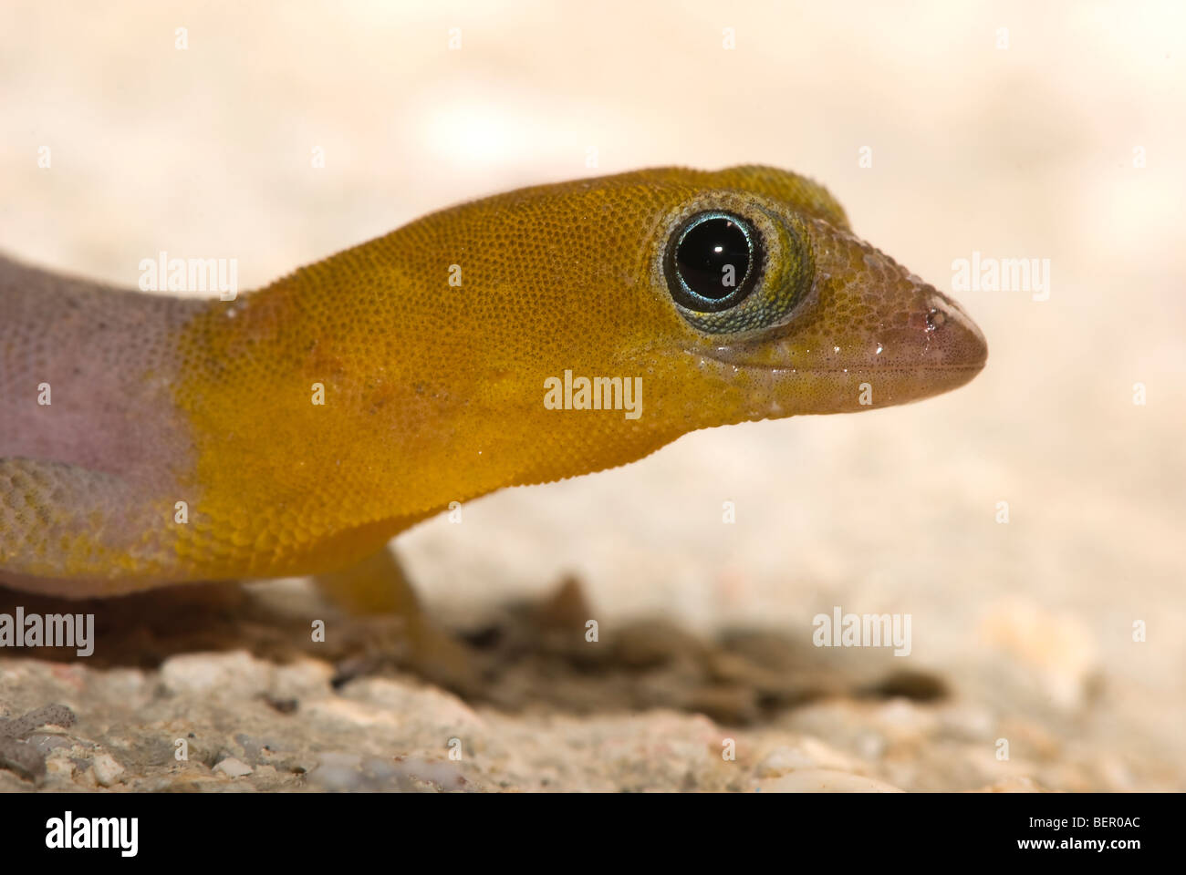 Yellow headed gecko on sand of Caribbean Island of Bonaire Stock Photo