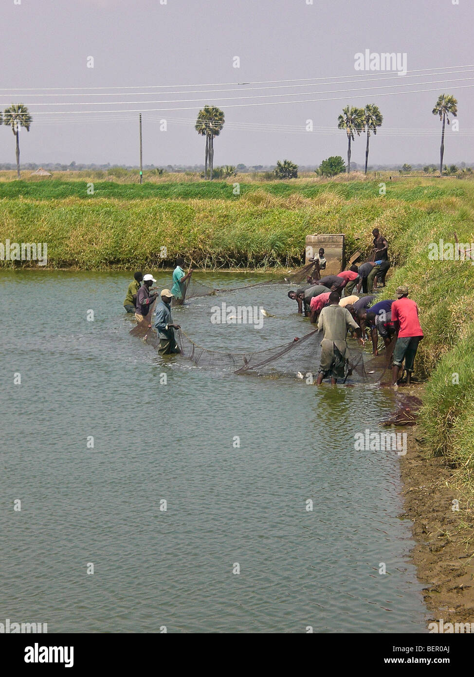Tilapia fish farm hires stock photography and images Alamy