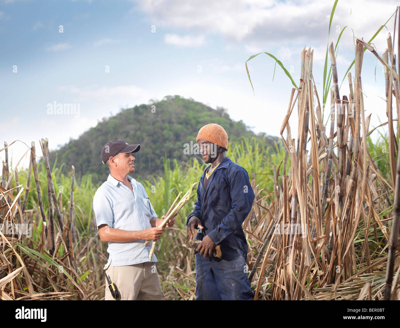 Sugar cane workers hires stock photography and images Alamy