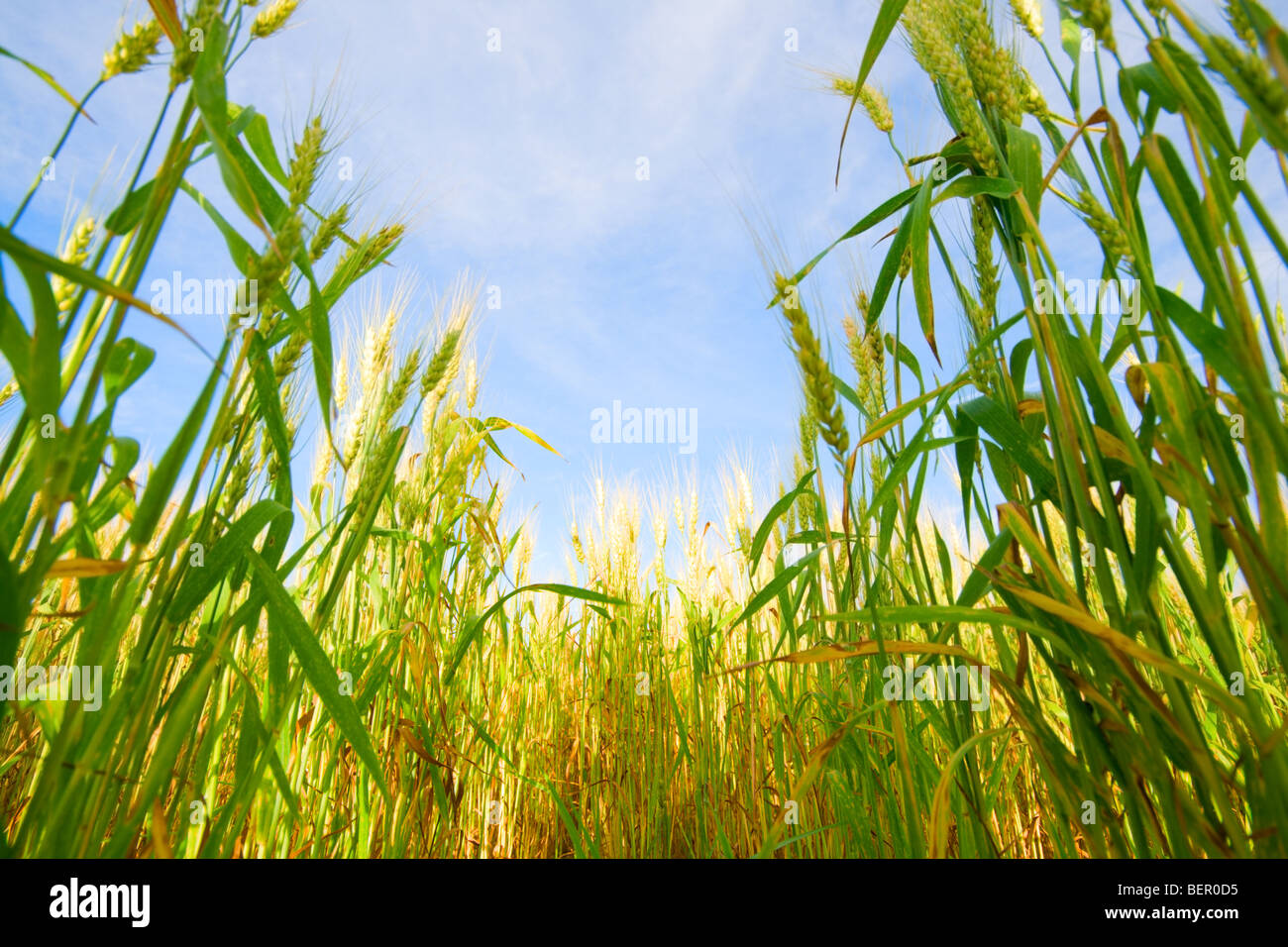 Wheat stalks Stock Photo