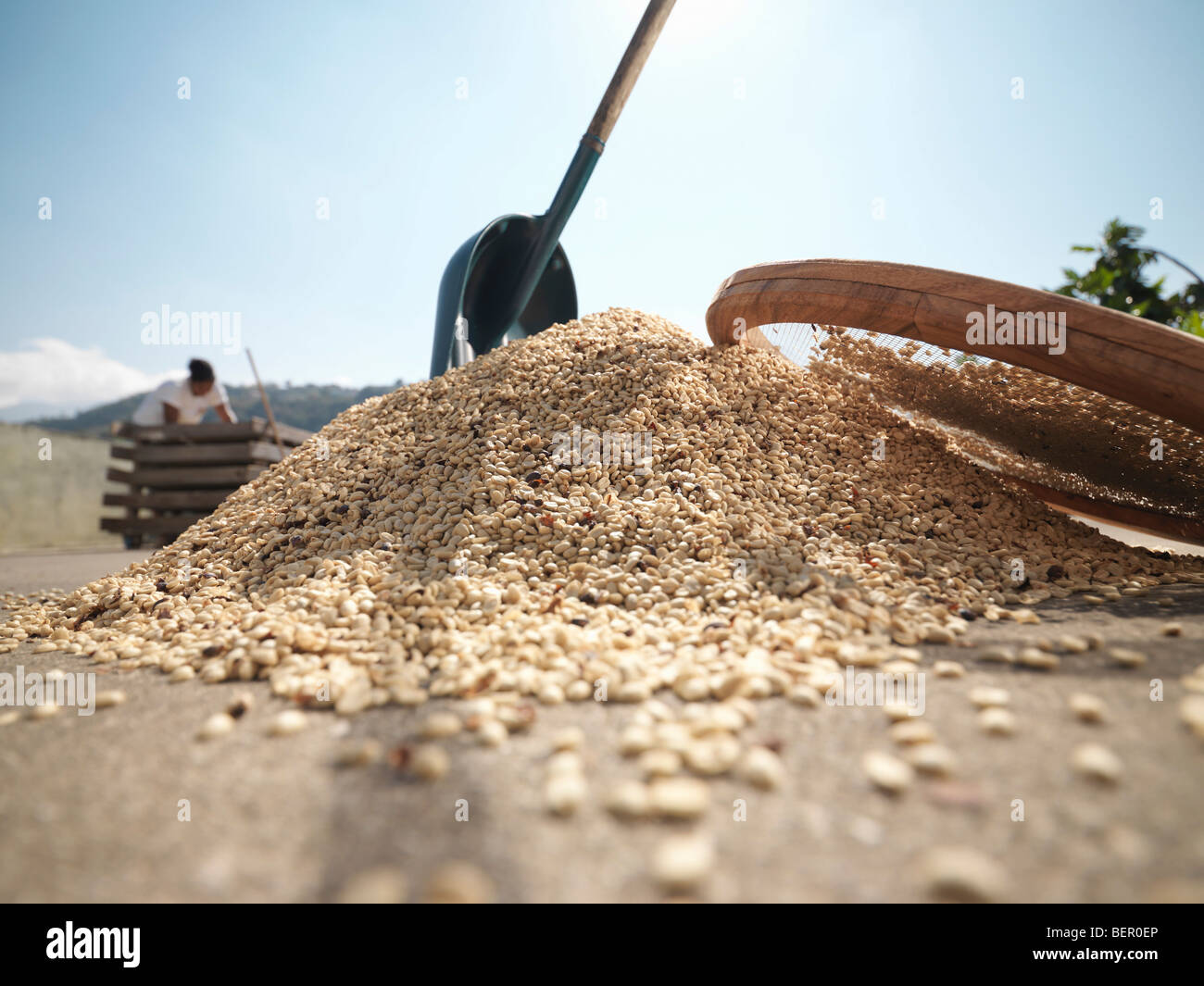 Pile Of Coffee Beans With Shovel Stock Photo