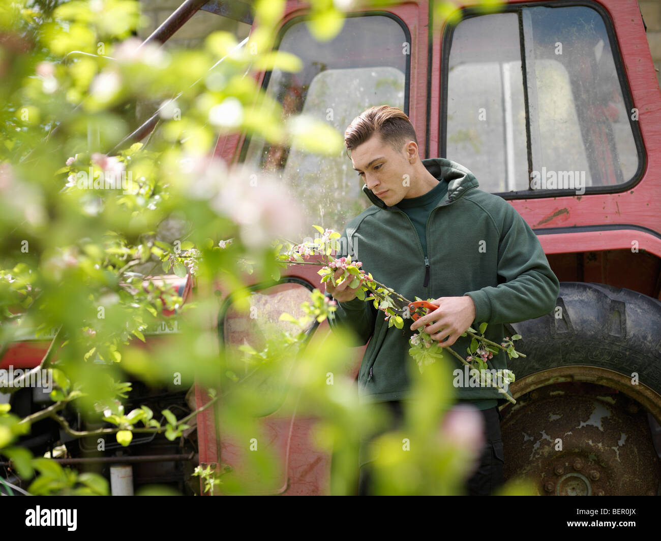 Man Collecting Blossom In Orchard Stock Photo