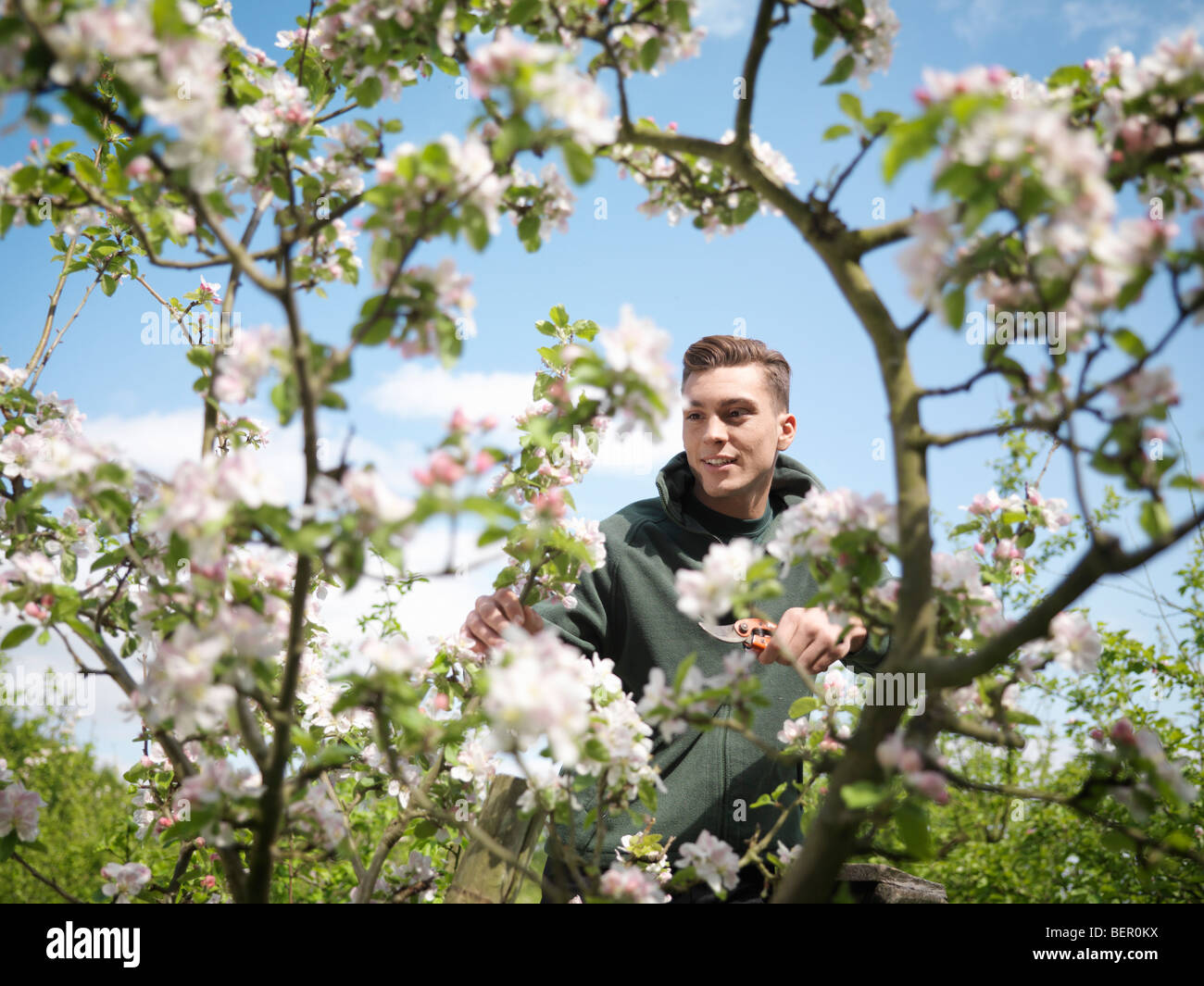 Man Cutting Apple Blossom In Orchard Stock Photo