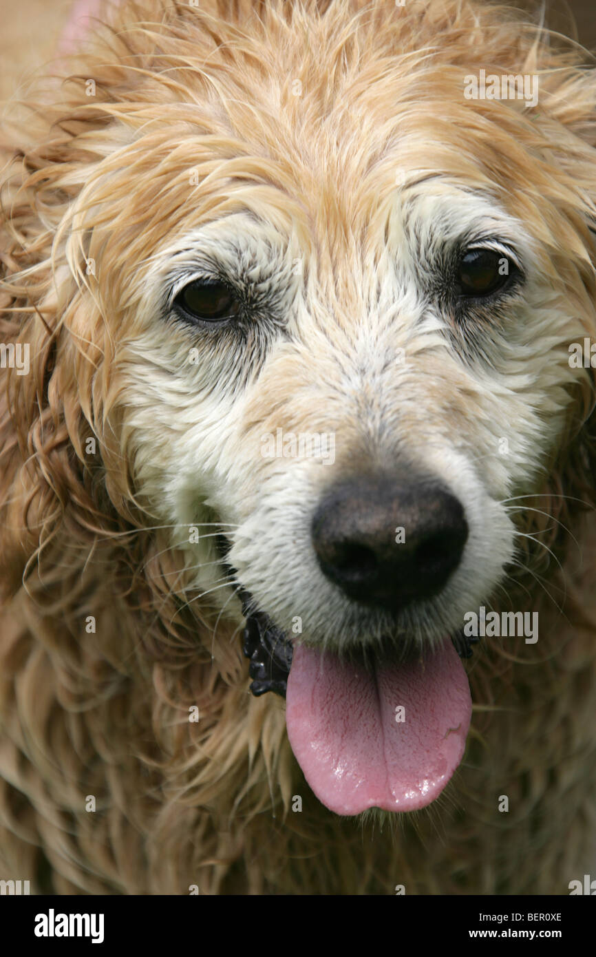Close up portrait of a Golden Retriever after being washed Stock Photo