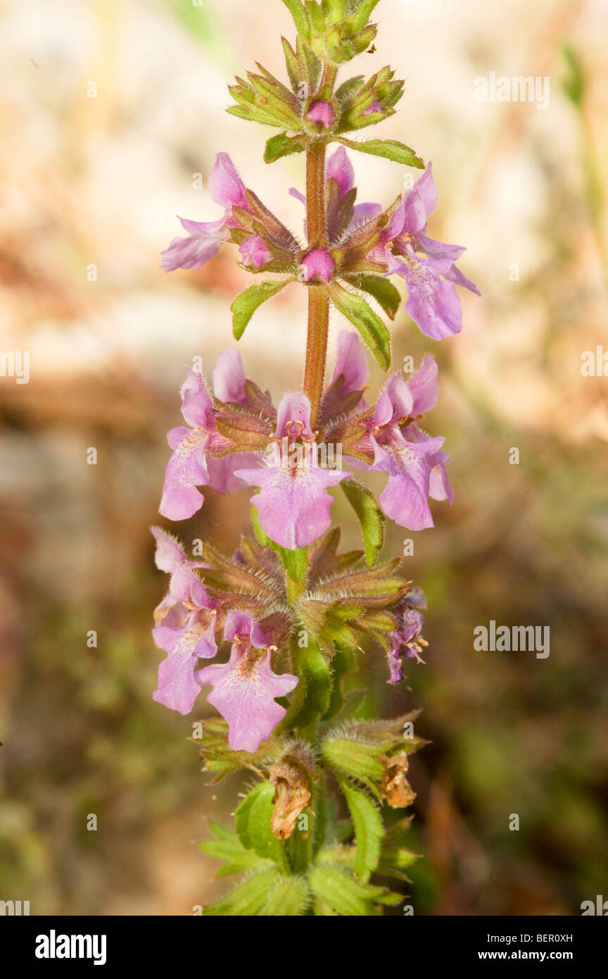Israel, wild orchid Orchis saccata Stock Photo