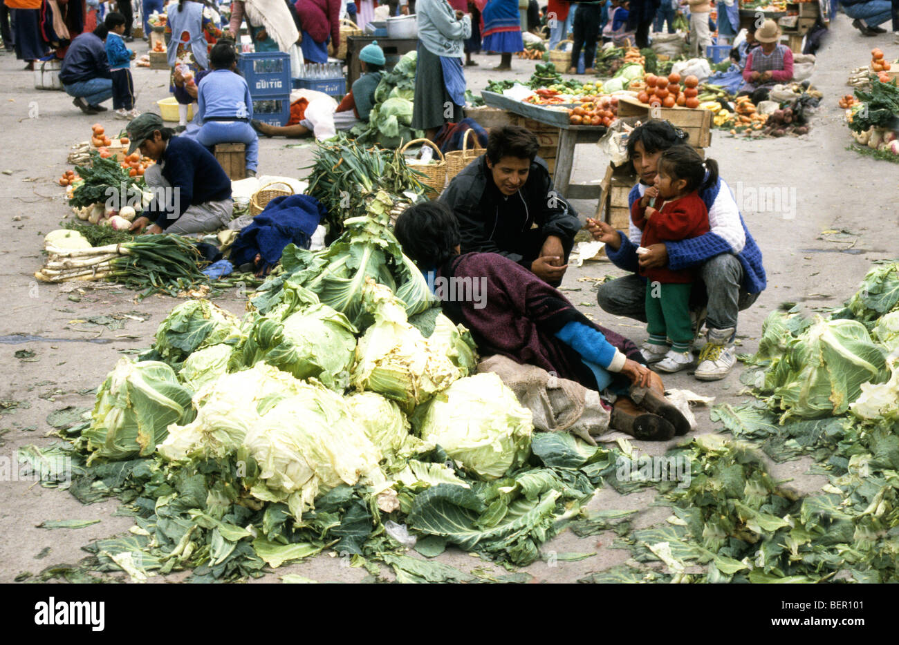 Pile of giant cabbages for sale in local upland Ecuador market. Stock Photo
