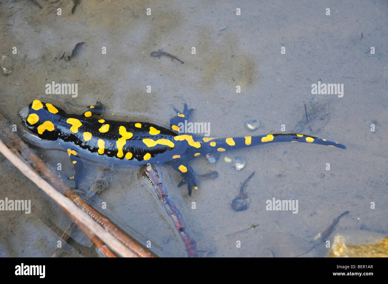 Israel, Fire Salamander (Salamandra salamandra) in water Tadpoles can