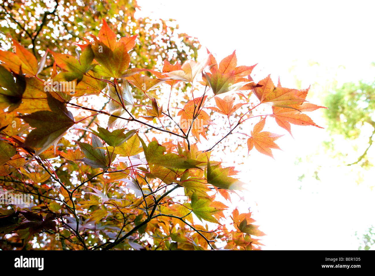 acer palmatum atropurpureum in autumn colours vivid and abstract patterns Stock Photo