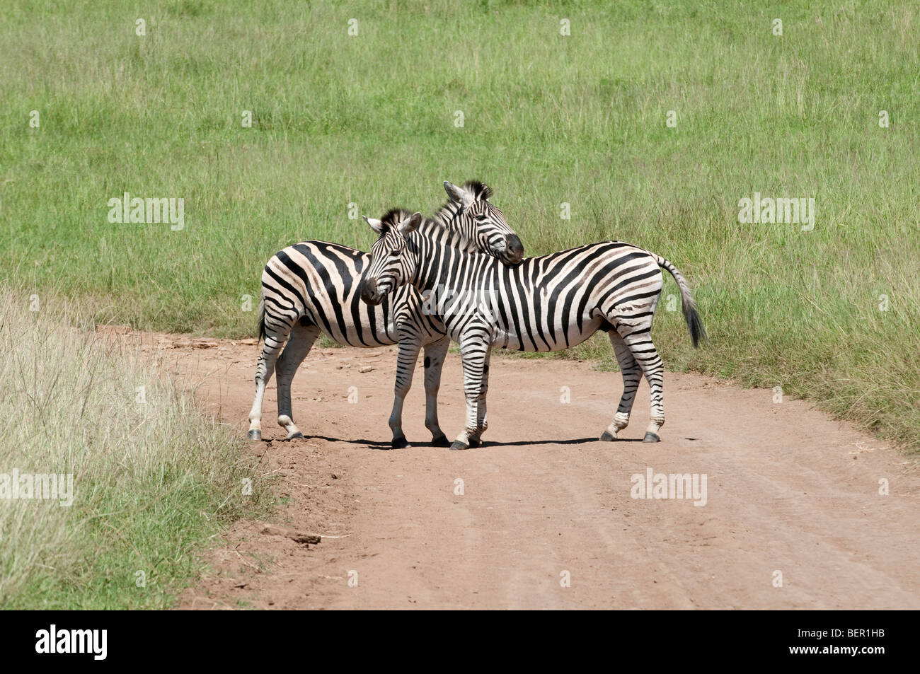 Wildlife Zebra from South Africa, Digital Download, High Resolution, No