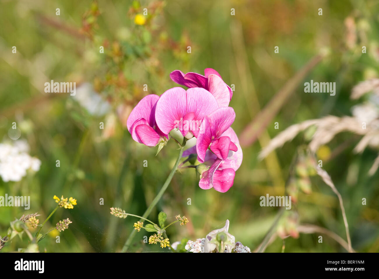 A pink sweet pea growing in a wild flower meadow. Stock Photo