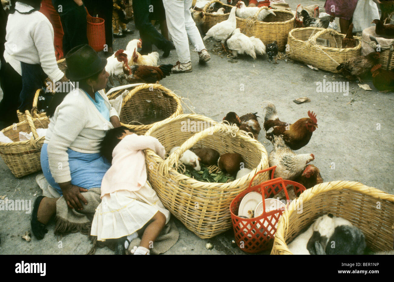 Guinea pigs and store chickens