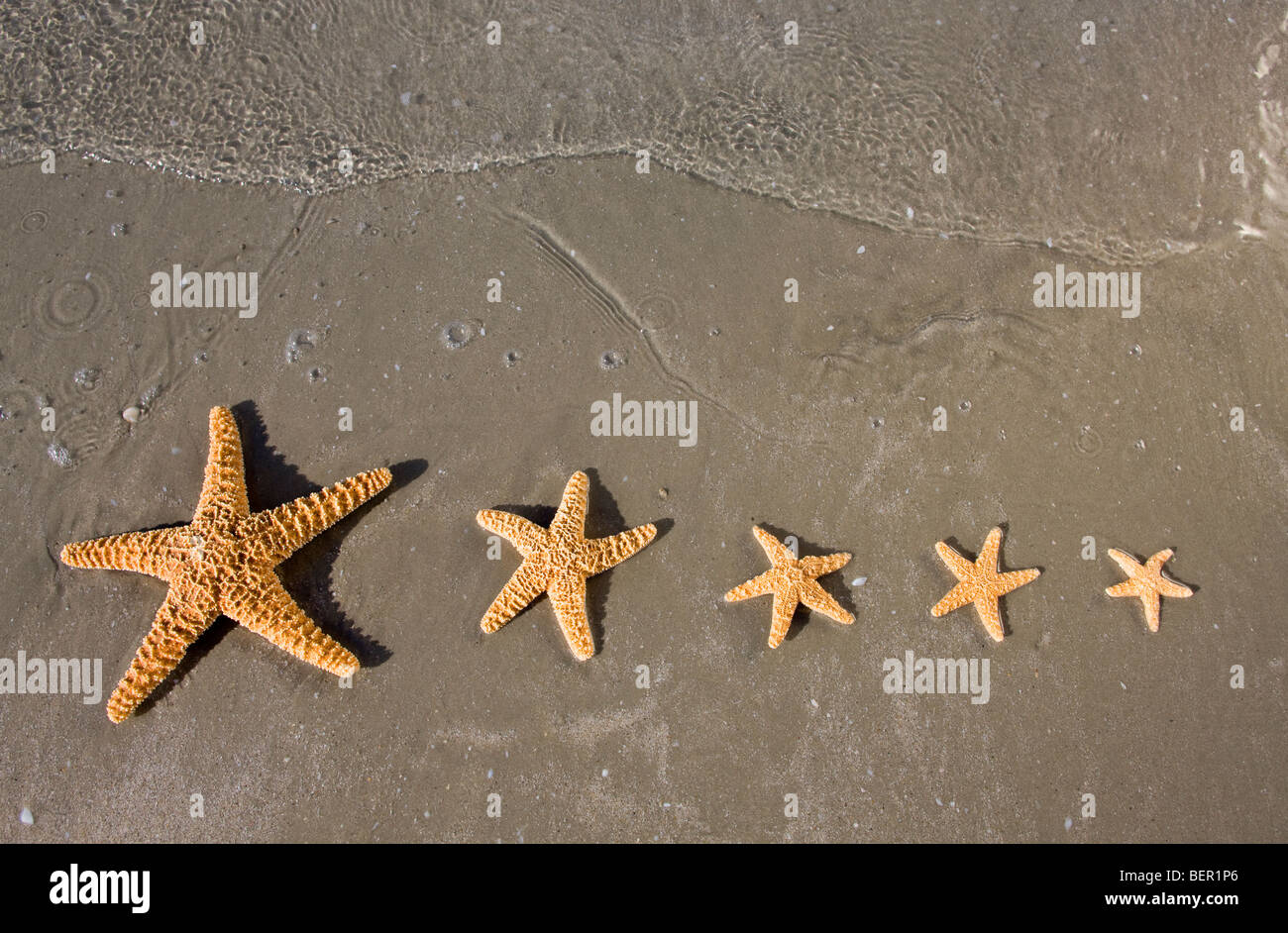 Ecosystem and animals multiple hi-res stock photography and images - Alamy