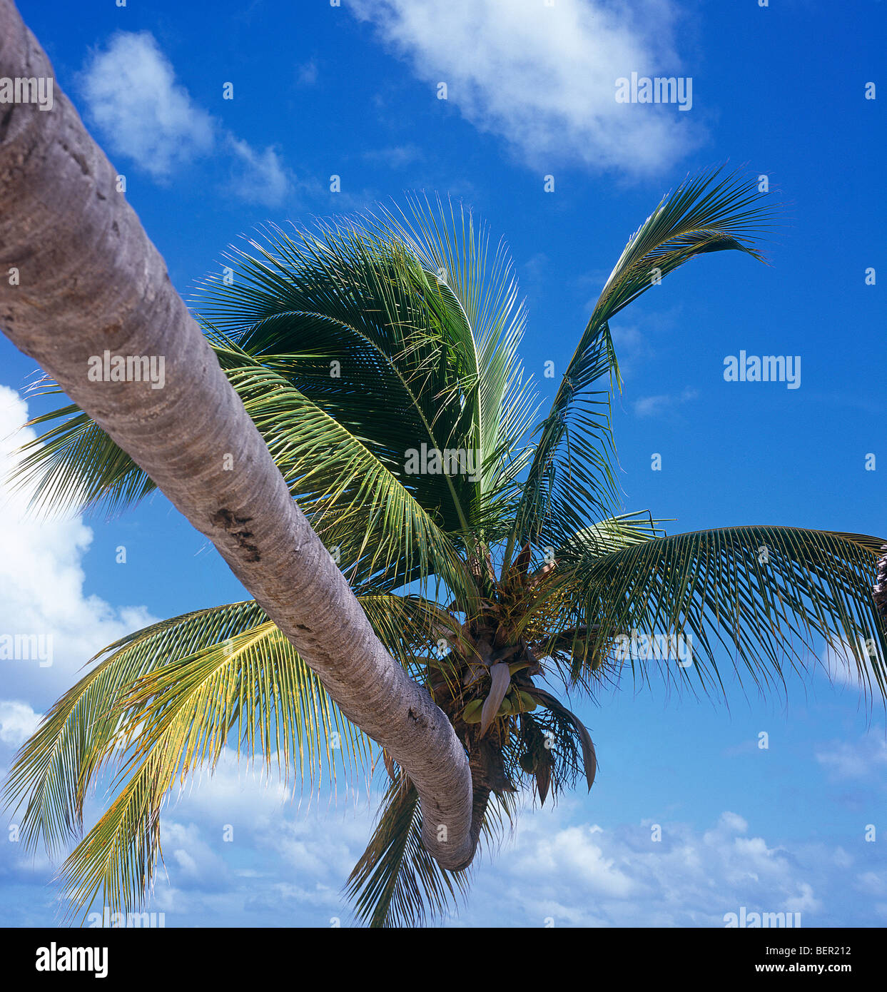 Photo from palm trees hi-res stock photography and images - Alamy