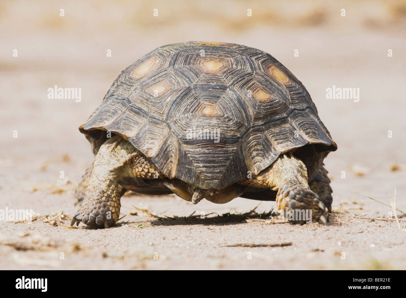 Texas Tortoise (Gopherus berlandieri), adult walking, Rio Grande Valley, Texas, USA Stock Photo