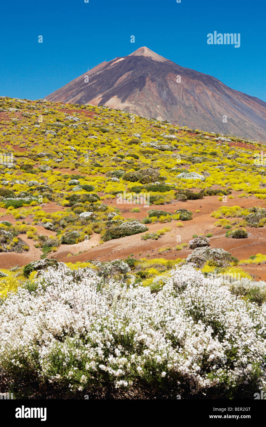 Late spring/early summer flowers in bloom near Spain's highest mountain