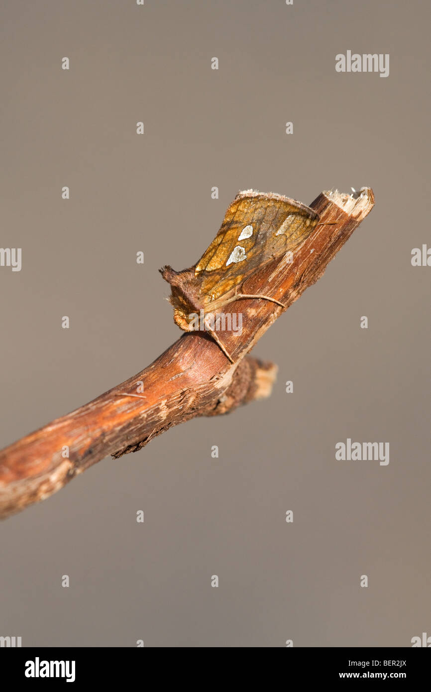Gold Spot Plusia festucae adult moth at rest on a dead branch Stock Photo