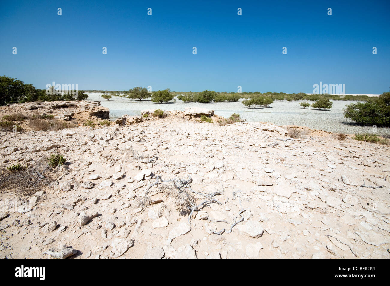 Dried mangrove swamp on Futaisi Island, Abu Dhabi Stock Photo