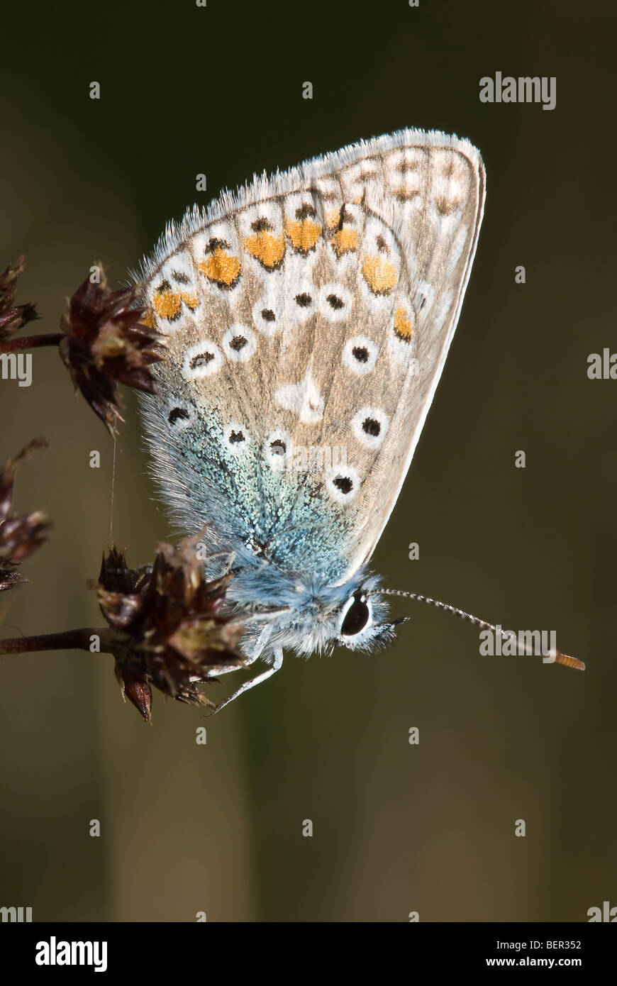 Common Blue butterfly male on rush flower Stock Photo - Alamy