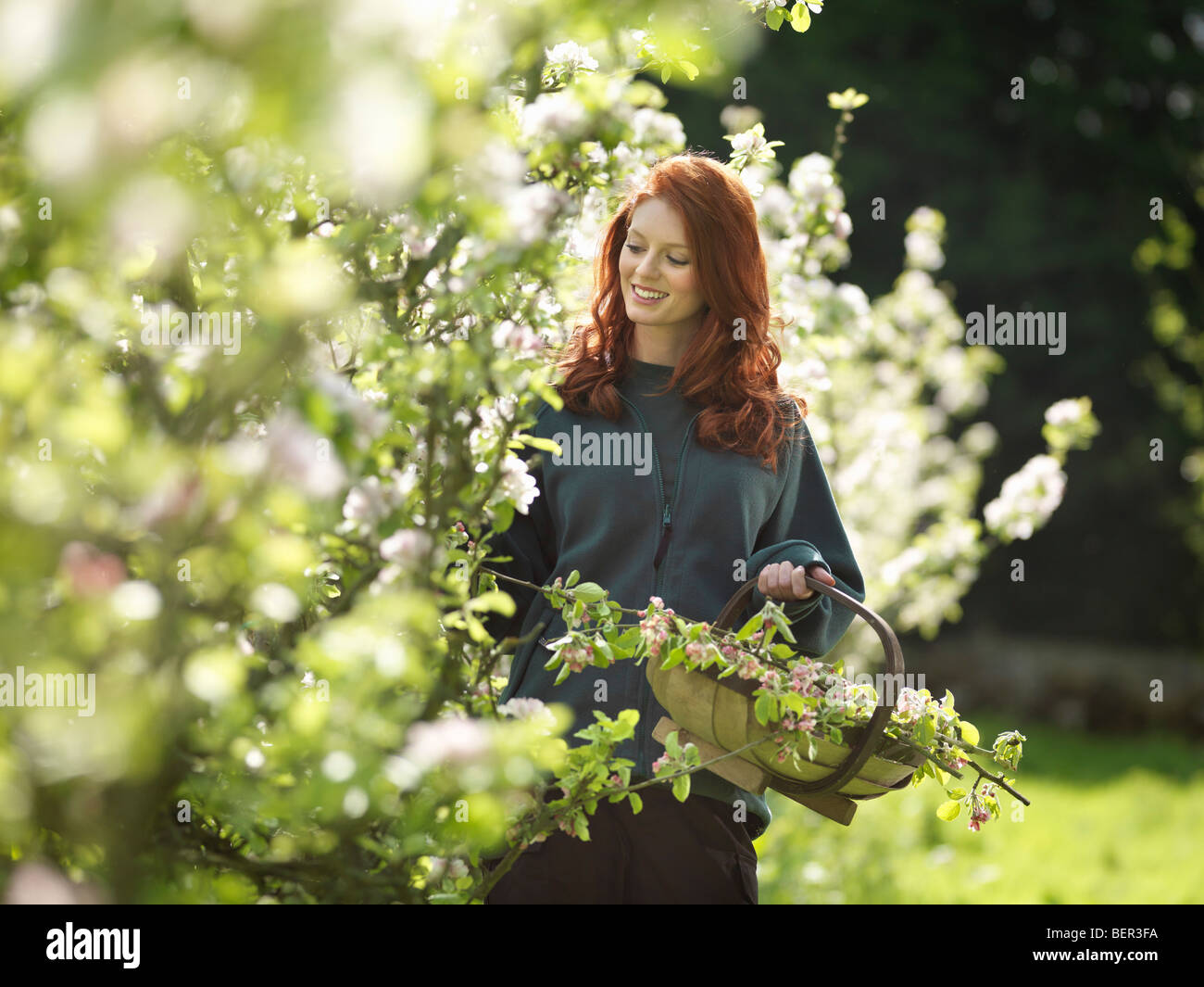 Woman Cutting Apple Blossom In Orchard Stock Photo