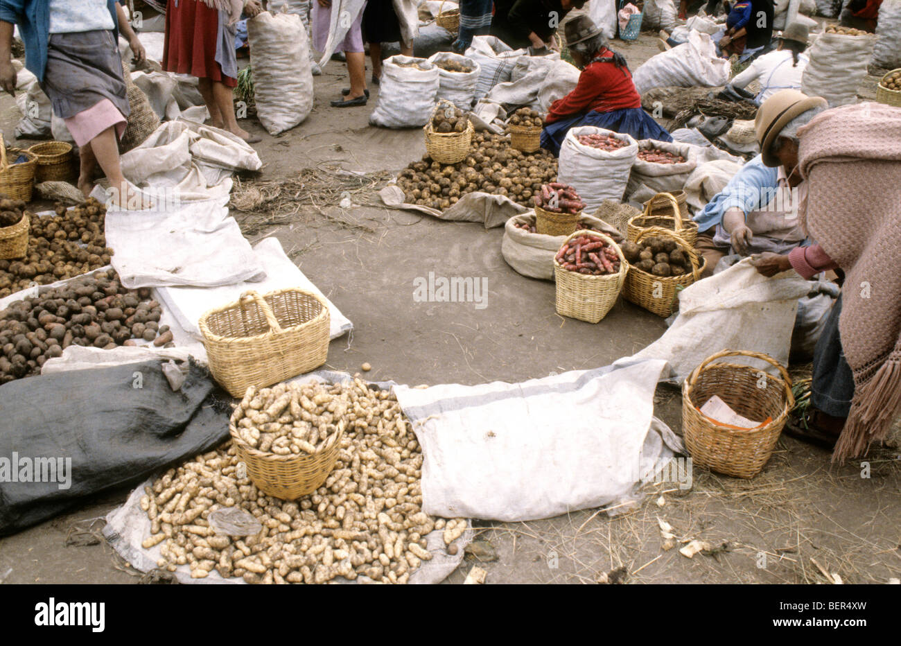 Many varieties of different potatoes on ground in piles and in small sacks.  Ecuador highlands local market. Stock Photo