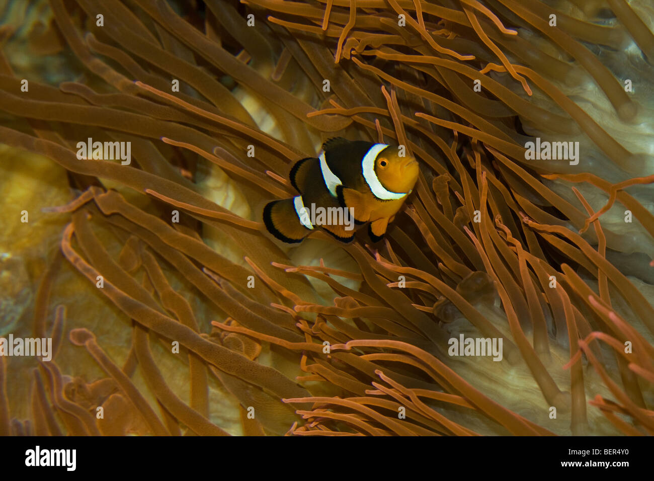 UFC-40D, CLOWNFISH HIDING IN ANEMONE, Amphiprion ocellorls,  Underwater, Stock Photo