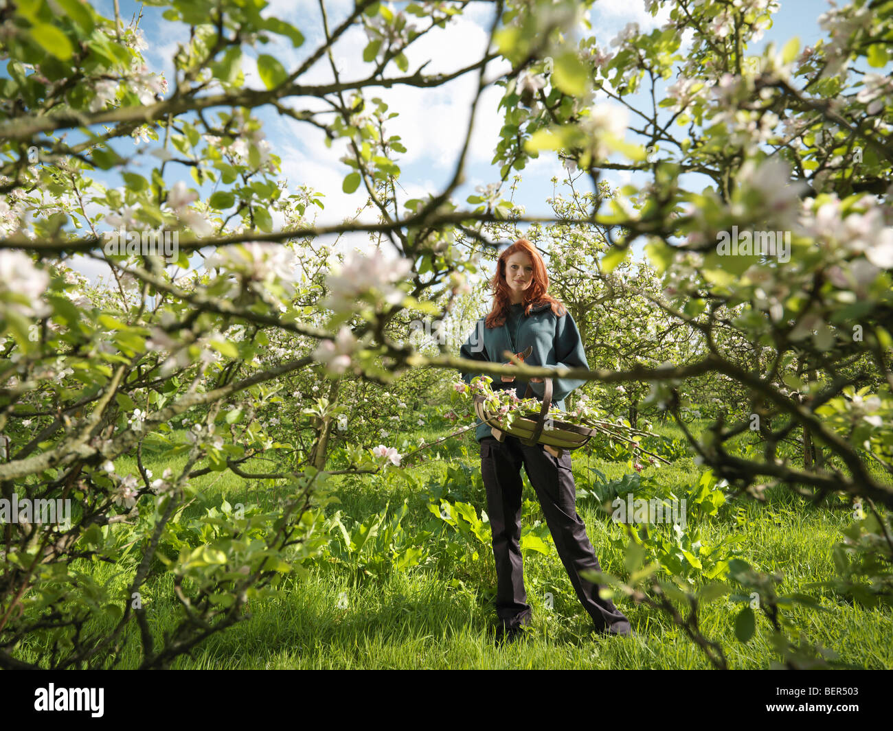 Orchard in blossom hi-res stock photography and images - Alamy