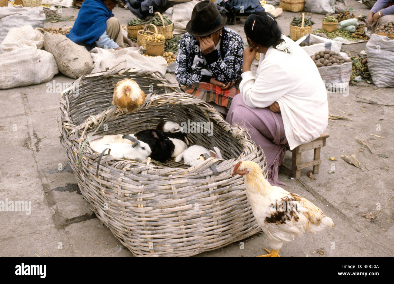 Two women sit on short stools beside huge basket containing rabbits.  Ecuador highlands local market. Stock Photo