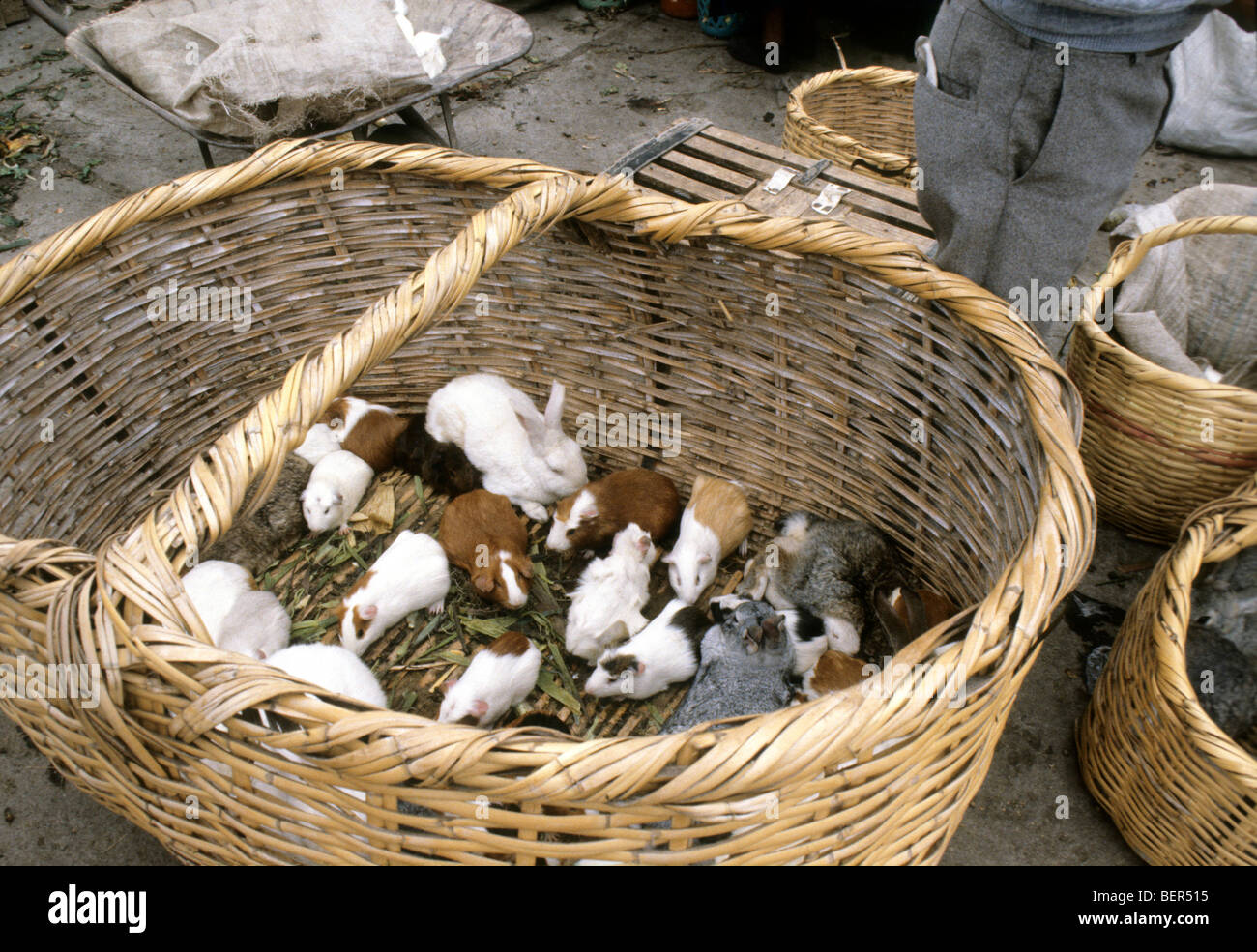 Looking down into huge wicker basket containing rabbits and guinea pigs on sale for meat.  Ecuador highlands local market. Stock Photo