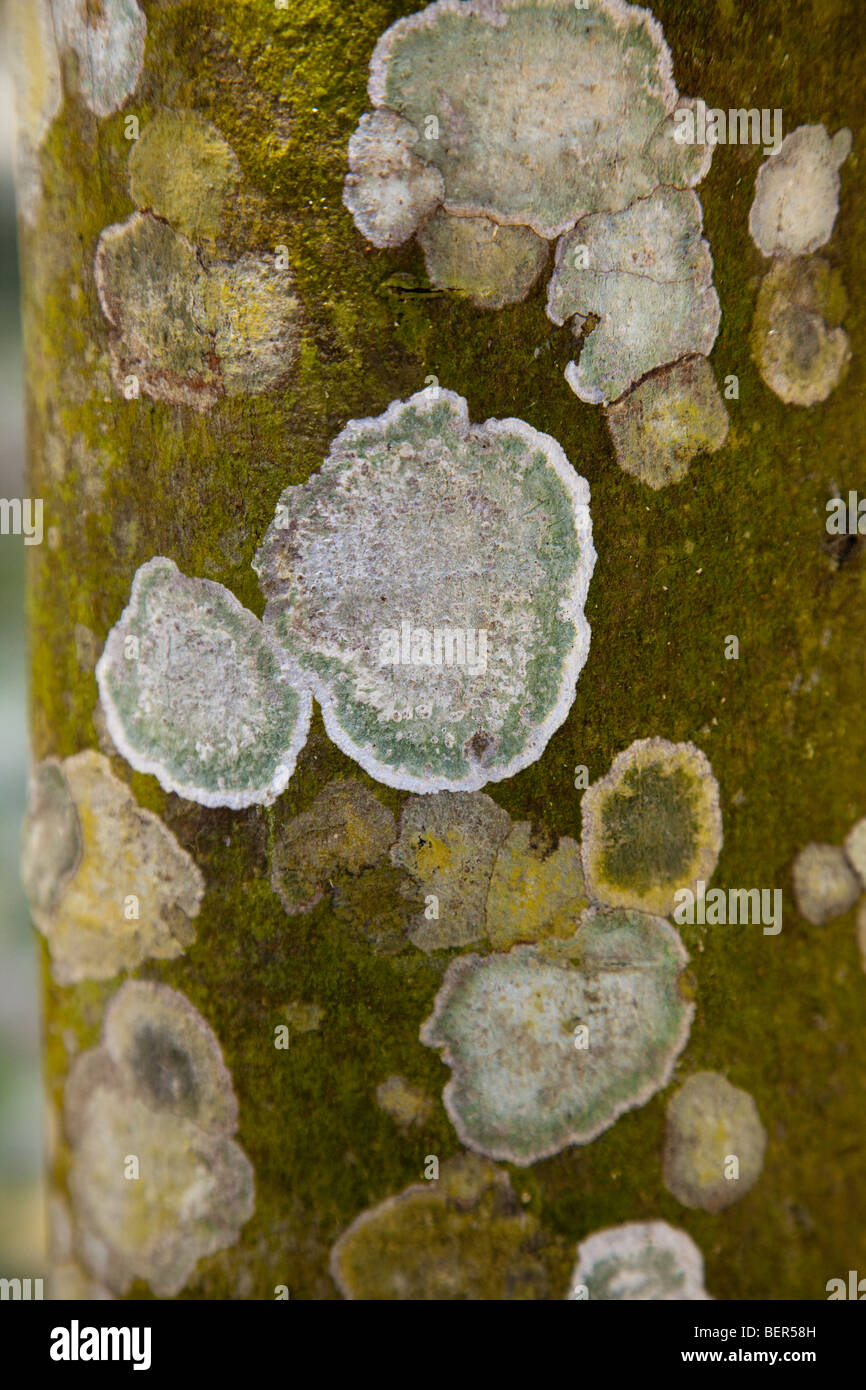 Tropical lichens growing on tree bark, Malaysia Stock Photo
