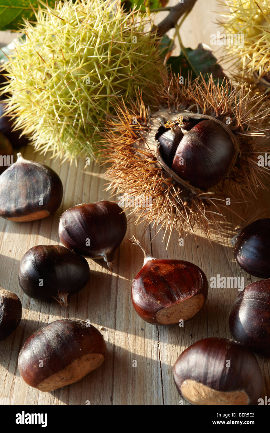 Chestnuts In Shell High Resolution Stock Photography and Images - Alamy
