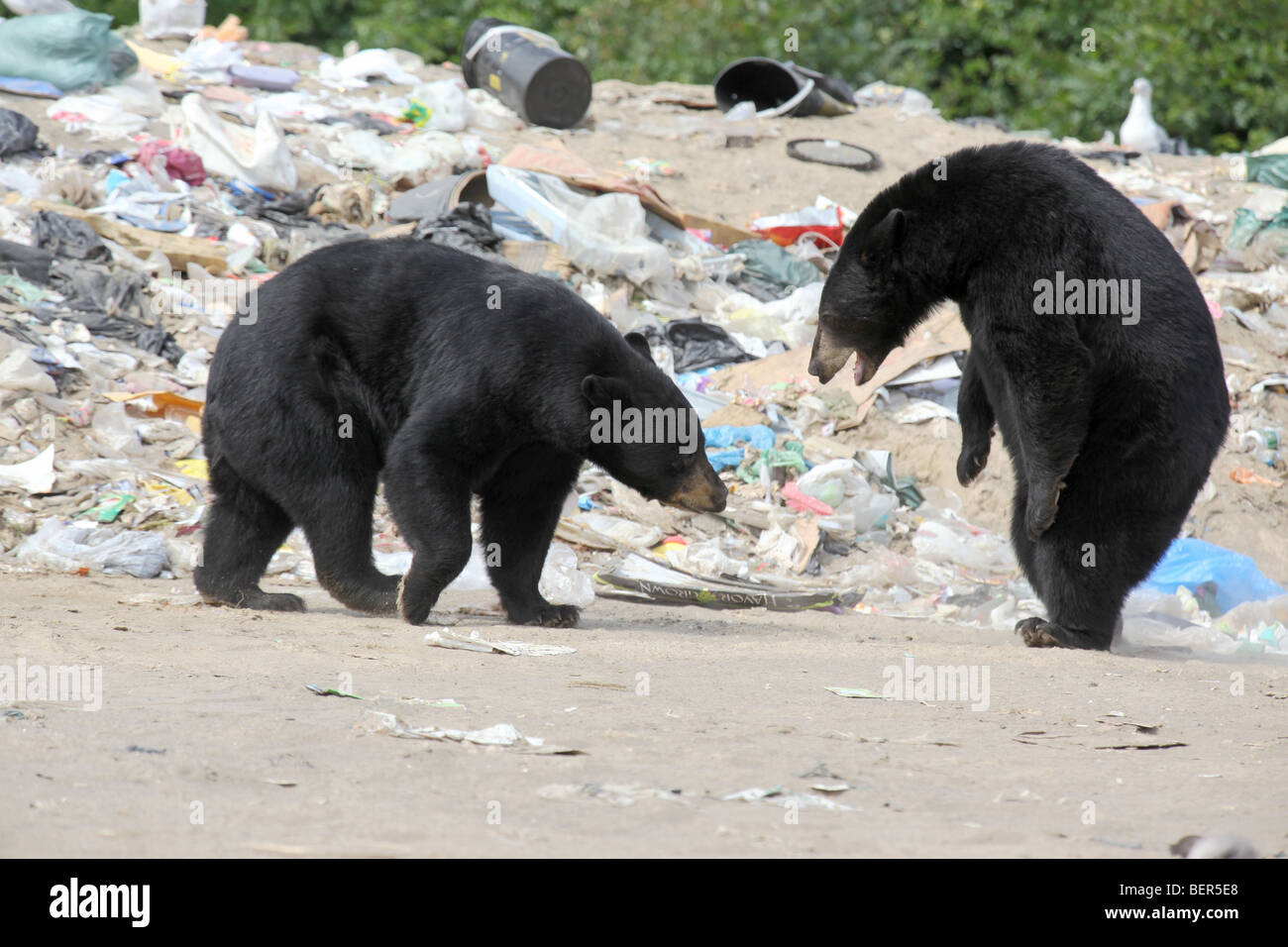 two black bears in disagreement Stock Photo