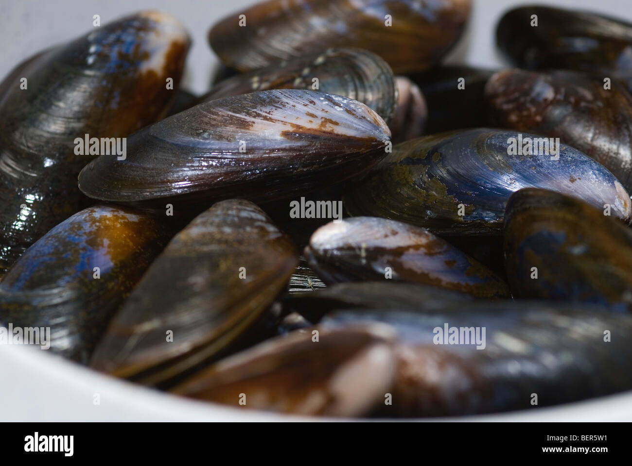 Mussels prepared ready for cooking Stock Photo
