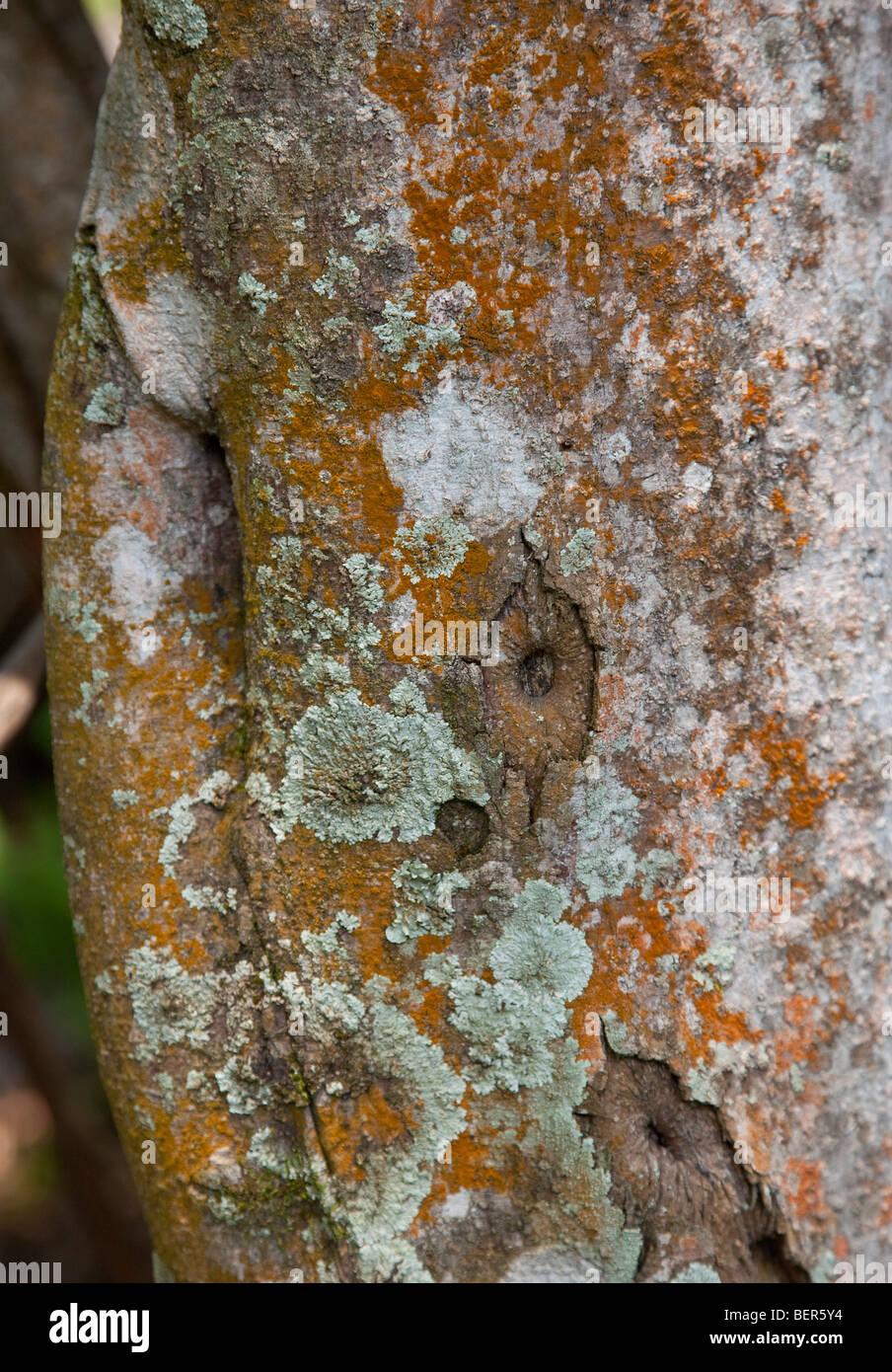 Tropical lichens growing on tree bark, Malaysia Stock Photo